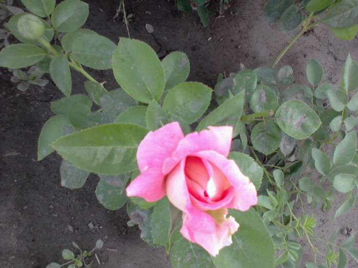 Fotografie-0211 - 22 iulie