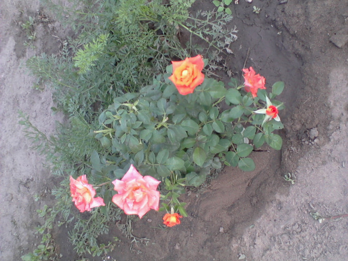 Fotografie-0212 - 22 iulie