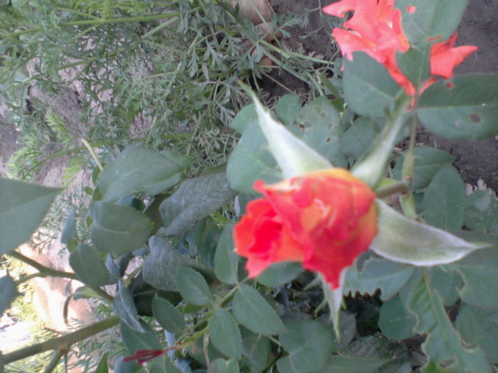 Fotografie-0215 - 22 iulie