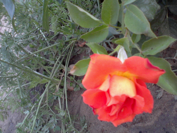 Fotografie-0216 - 22 iulie