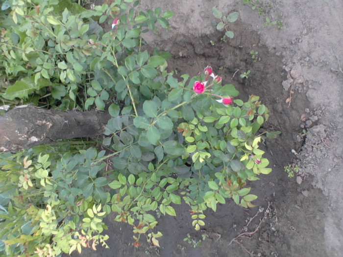 Fotografie-0219 - 22 iulie