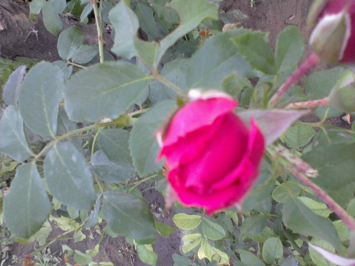 Fotografie-0221 - 22 iulie