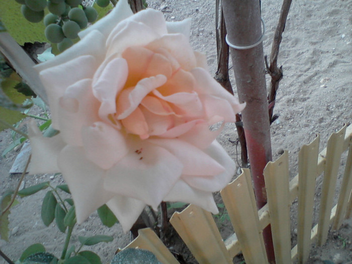 Fotografie-0226 - 22 iulie