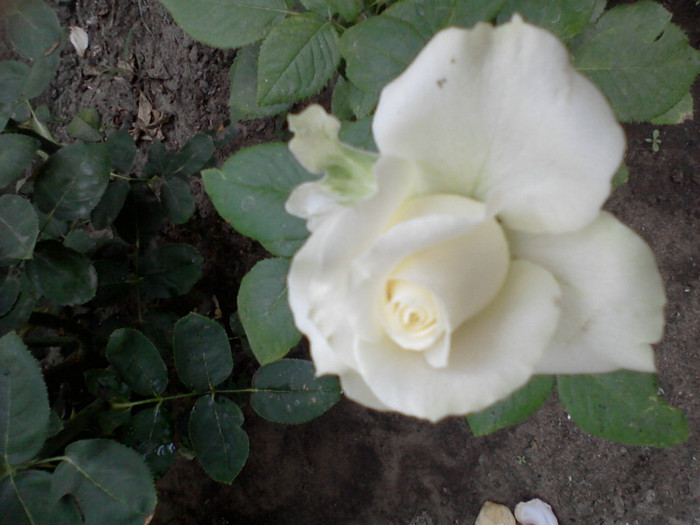 Fotografie-0228 - 22 iulie