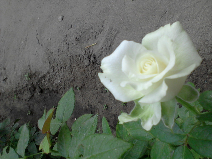 Fotografie-0229 - 22 iulie