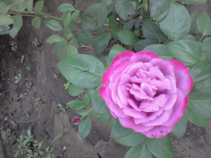 Fotografie-0230 - 22 iulie