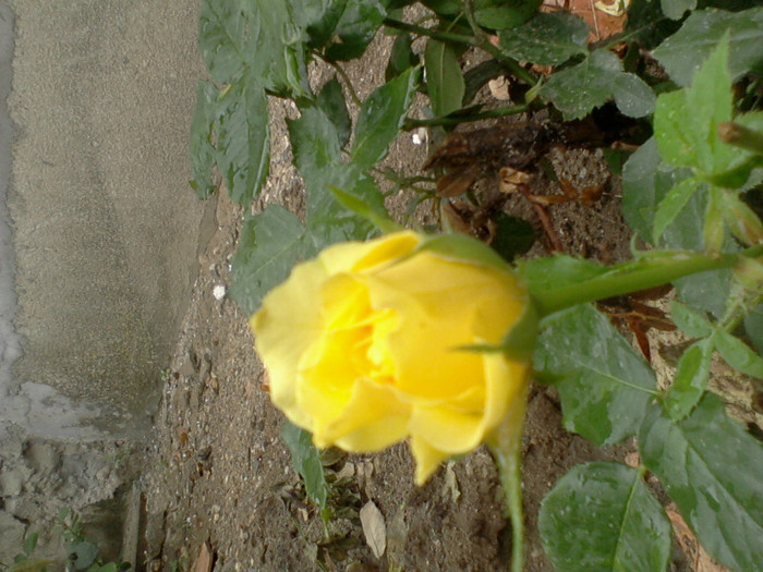 Fotografie-0231 - 22 iulie