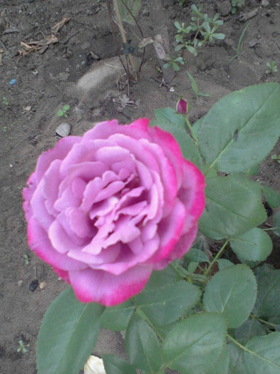 Fotografie-0231_e1 - 22 iulie