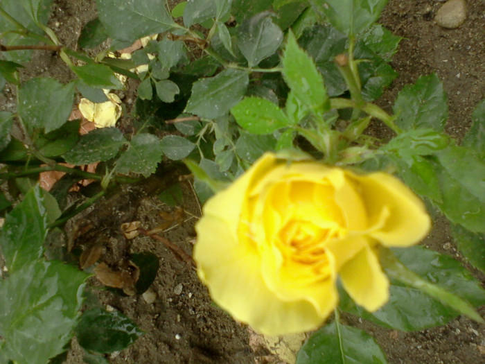 Fotografie-0233 - 22 iulie