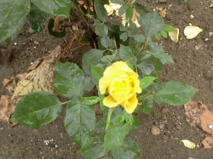 Fotografie-0234 - 22 iulie