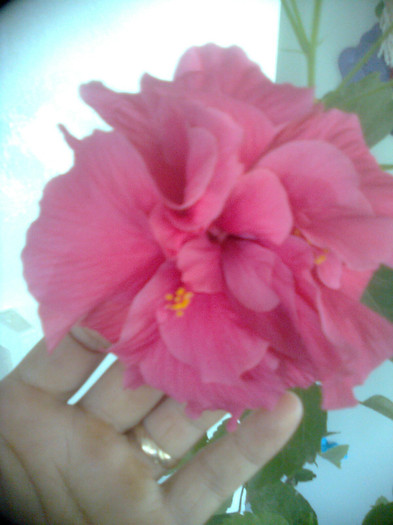 Multumesc Mariana35 - hibiscusi 2012