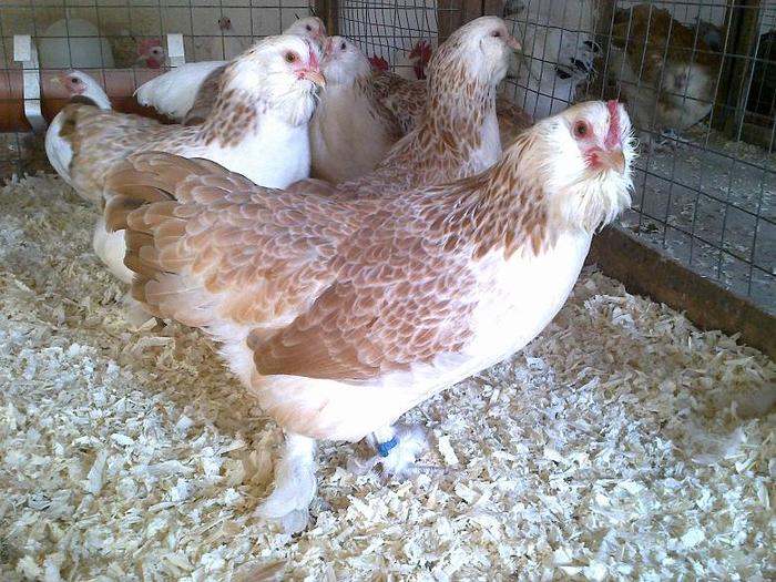 20120714483 - TINERI 2012