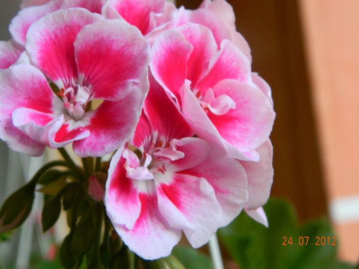 DSCN1162
