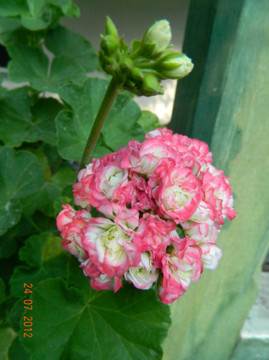 Floarea e pe trecute