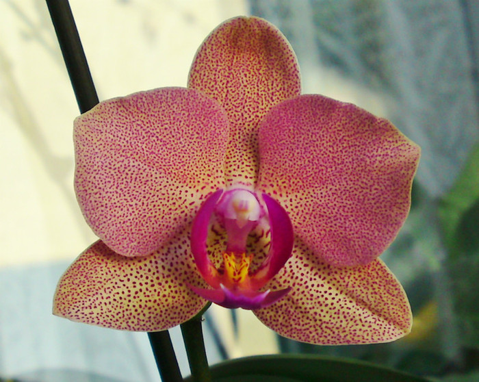 Reinflorita altfel - Orhidee iul