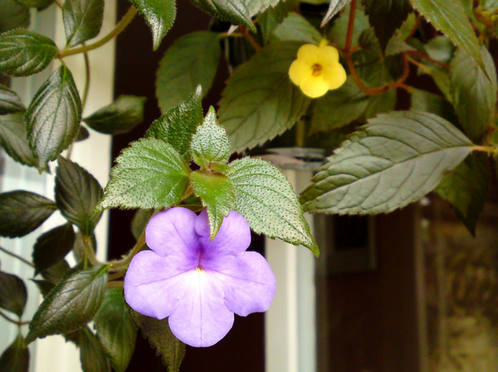 Cattleya si Yellow Beauty