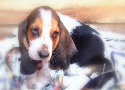 basset - Basset Hound