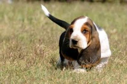 Basset 7 - Basset Hound