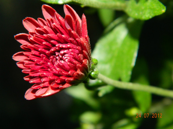 DSCN1142 - Crizanteme 2012