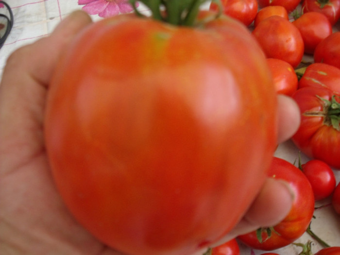 Picture 097 - gradina 2012