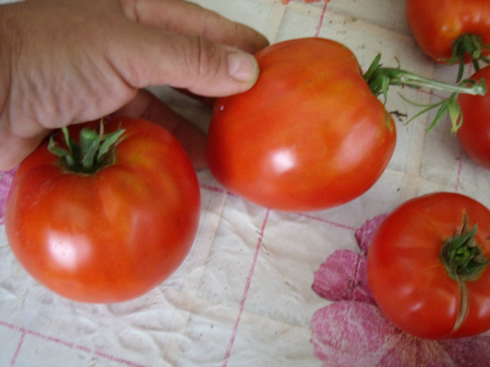 Picture 098 - gradina 2012