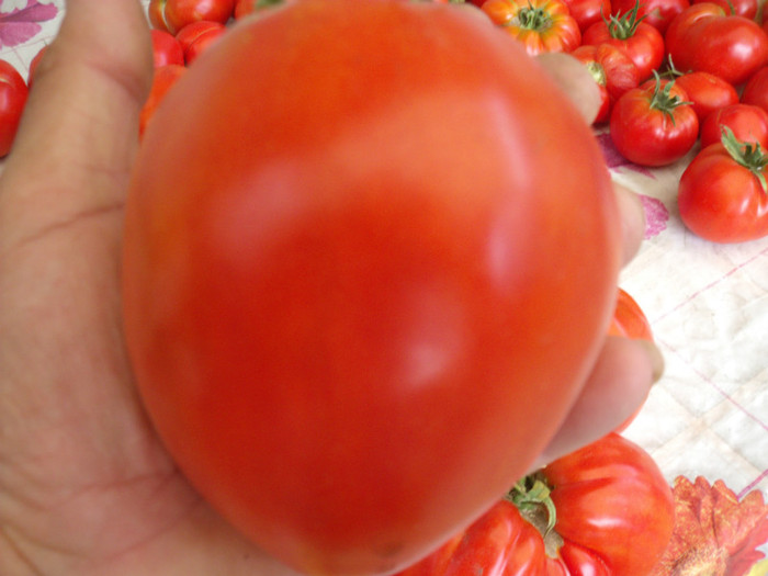 Picture 107 - gradina 2012