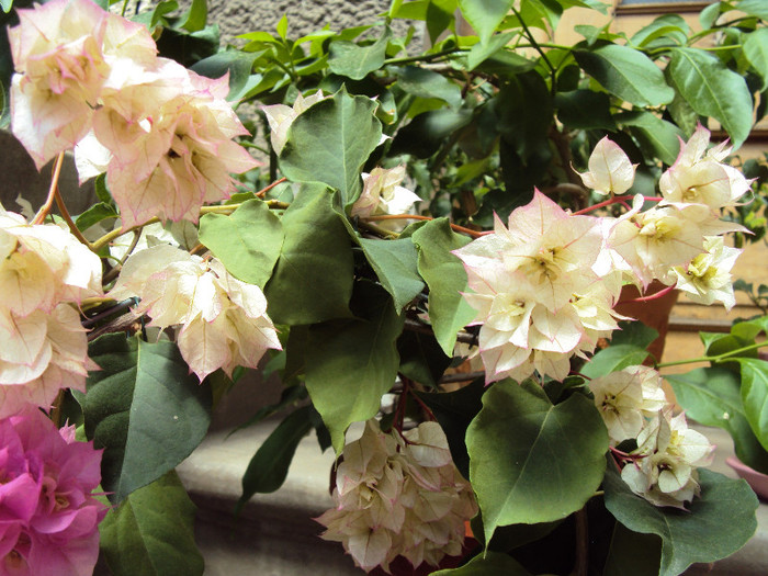 limberlost beauty