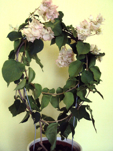 DSC08343 - Bougainvillea- un nou sezon