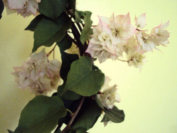 DSC08345 - Bougainvillea- un nou sezon