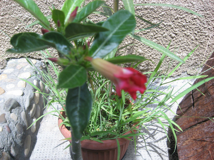 07.2012 - adenium