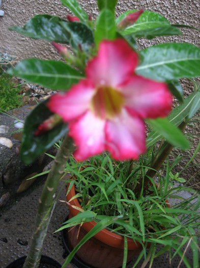 07.2012 - adenium