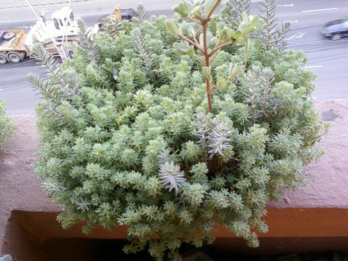 25 iulie 2012-flori 033