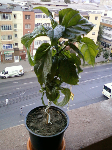 justicia carnea-norela