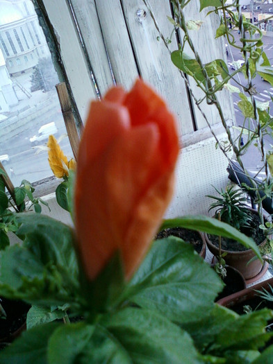 25 iulie 2012-flori 047