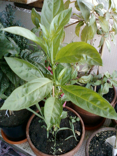 cestrum nocturnum