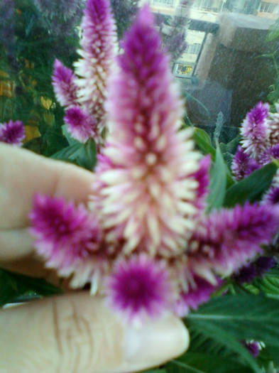 celosia caracas