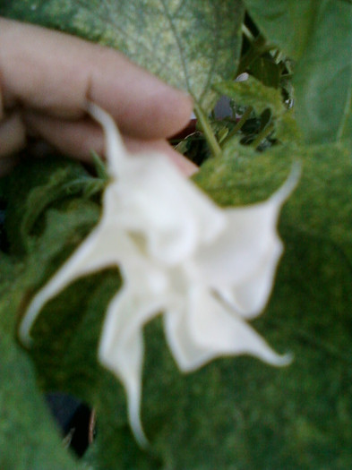 datura alba de gradina