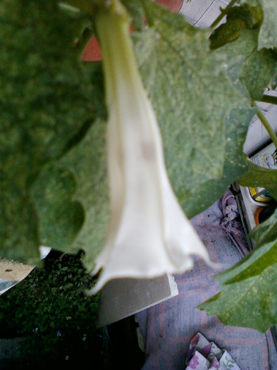 25 iulie 2012-flori 059 - brugmansia si datura