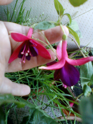 25 iulie 2012-flori 057