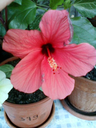 25 iulie 2012-flori 061 - hibiscus