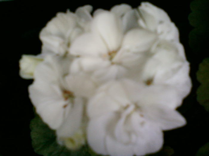 muscata alba - muscate