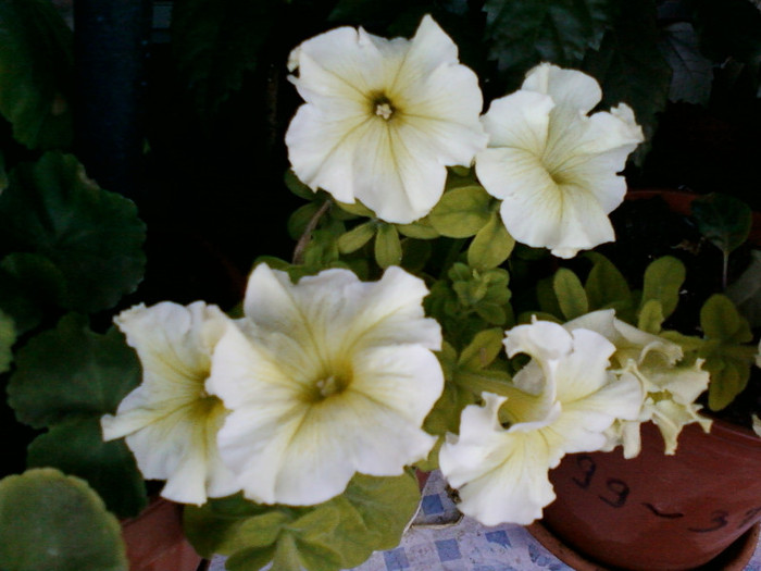 25 iulie 2012-flori 065