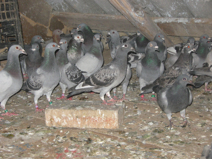 Scz pt curatenie ... la mine e complicat am lut pe pod si cartoane pe deasupra , le schimb la 12 zil