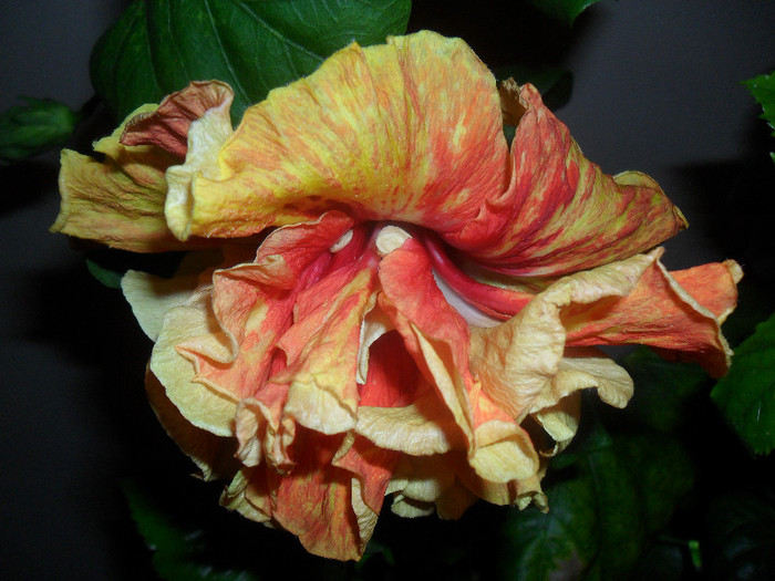 Hibiscus Dancing Fire