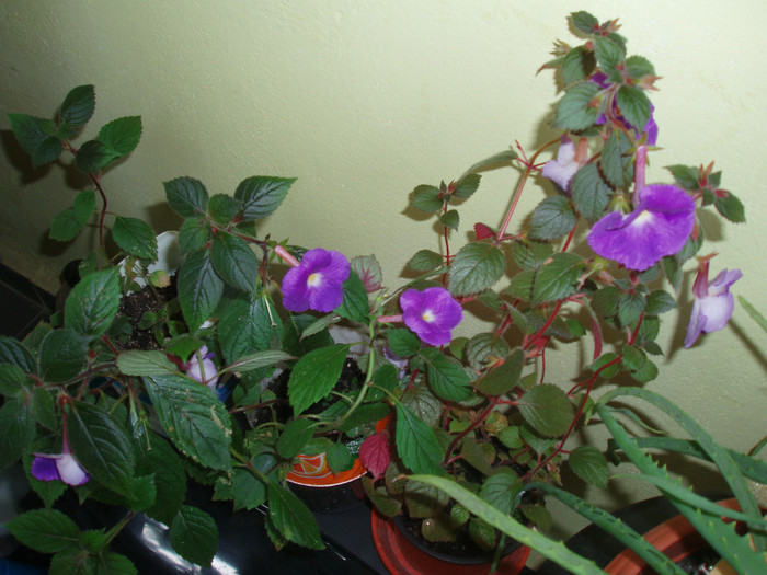 P7085830 - achimenes 2012