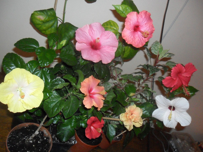 Hibiscus grup