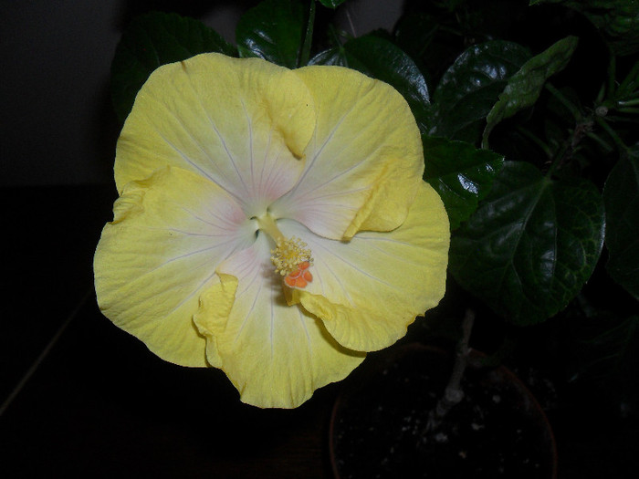 Hibiscus Emily