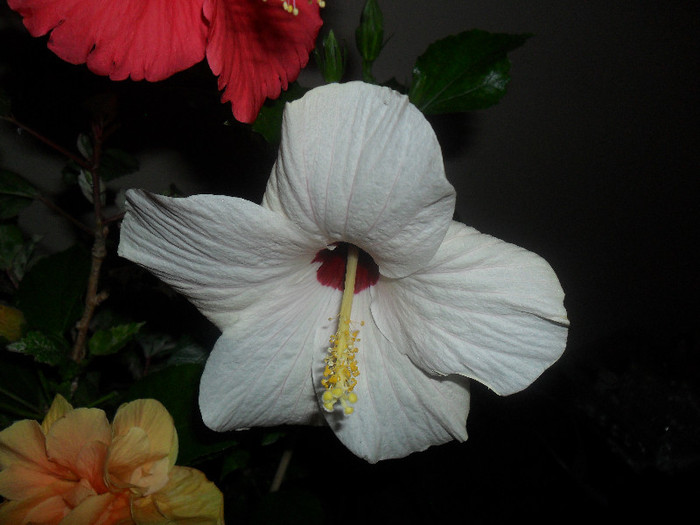 Hibiscus Cairo White