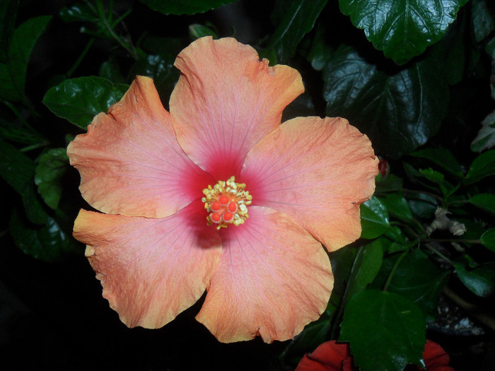 Hibiscus Passion