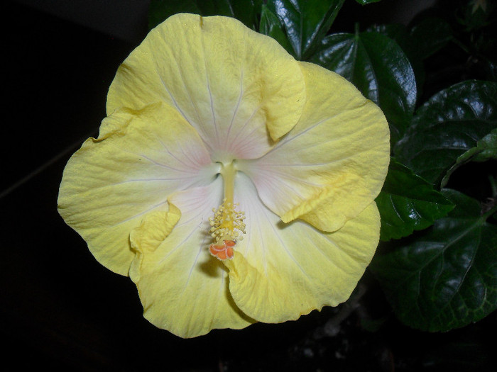 Hibiscus Emily